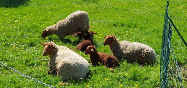 Moutons solognot en éco-pâturage