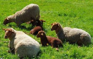 moutons2
