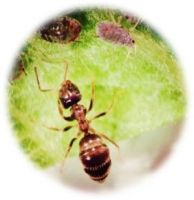 Lasius niger Dysaphis plantaginea